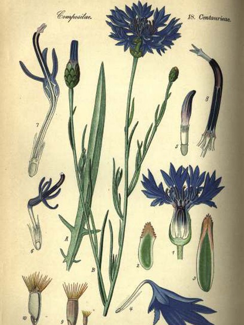 Տերեփուկ կապույտ - Василек синий - Centaurea cyanus L.