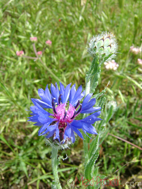 Տերեփուկ կապույտ - Василек синий - Centaurea cyanus L.