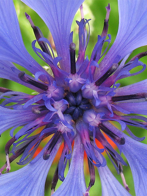 Տերեփուկ կապույտ - Василек синий - Centaurea cyanus L.