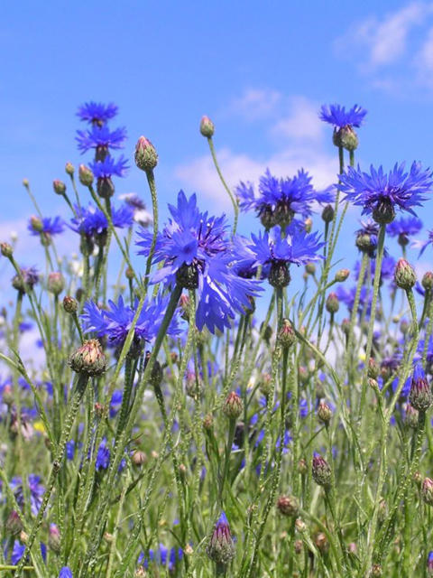 Տերեփուկ կապույտ - Василек синий - Centaurea cyanus L.