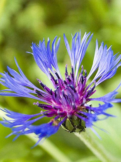 Տերեփուկ կապույտ - Василек синий - Centaurea cyanus L.