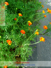 Бархатцы мелкоцветные   - Tagetes patula L._Татевик Шагян