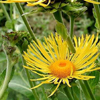 Կղմուխ Հեղինեի - Девясил высокий - lnula helenium L.