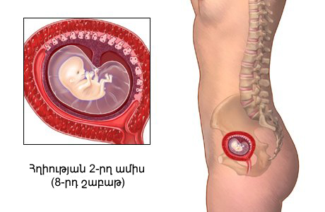 Հղիություն. 2-րդ ամիս