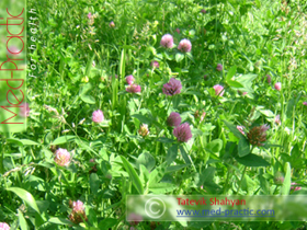 Клевер луговой - Trifolium pratense L._med-practic.com_Татевик Шагян