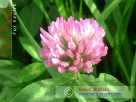 Клевер луговой - Trifolium pratense L._med-practic.com_Татевик Шагян