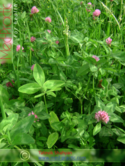 Клевер луговой - Trifolium pratense L._med-practic.com_Երեքնուկ մարգագետնային - Клевер луговой - Trifolium pratense L._med-practic.com_Տաթևիկ Շահյան 	Երեքնուկ մարգագետնային - Клевер луговой - Trifolium pratense L._med-practic.com_Տաթևիկ Շահյան 	Երեքնուկ մարգագետնային - Клевер луговой - Trifolium pratense L._med-practic.com_Татевик Шагян