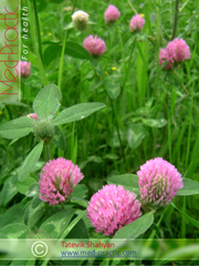 Клевер луговой - Trifolium pratense L._med-practic.com_Татевик Шагян