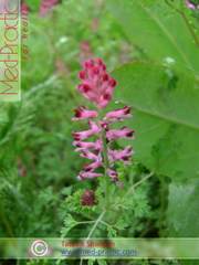 Ծխաբույս հասարակ դեղատու Дымянка лекарственная Fumaria officinalis L.