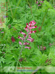 Ծխաբույս հասարակ դեղատու Дымянка лекарственная Fumaria officinalis L.