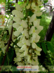 Акация белая - Acacia alba L., Robinia pseudoacacia L._med-practic.com_Татевик Шагян