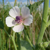 Տուղտ դեղատու - Алтей лекарственный - Althaea officinalis L.