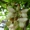 Ակացիա սպիտակ – Акация белая - Acacia alba L., Robinia pseudoacacia L.