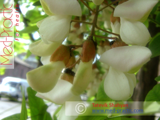 Акация белая - Acacia alba L., Robinia pseudoacacia L._med-practic.com_Татевик Шагян