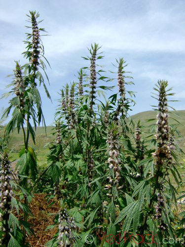 Առյուծագի հնգաբերան - Пустырник пятилопастный - Leonurus quinquelobatus Gilib