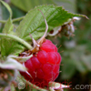 Ազնվամորի (azmvamori) - Малина - Rubus idaeus L. - Տաթևիկ Շահյան