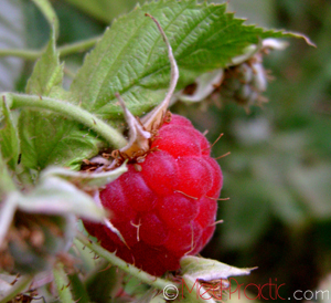 Ազնվամորի - Малина - Rubus