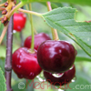 Բալ - Вишня - Cherry