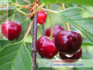 Вишня- Cherry_med-practic.com