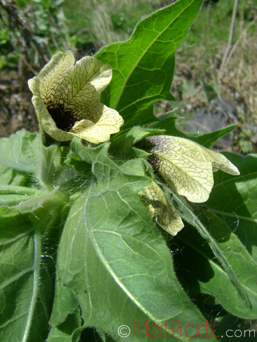 Մոլեխինդ սև - Белена черная - Hyoscyamus niger L.