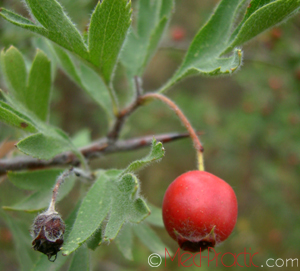 Ալոճ - Боярышник - Hawthorne berry