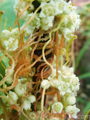 Գաղձ - Повилика - Cuscuta L.