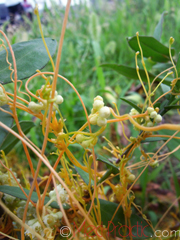 Գաղձ - Повилика - Cuscuta L. 	Գաղձ - Повилика - Cuscuta L. 	Գաղձ - Повилика - Cuscuta L.