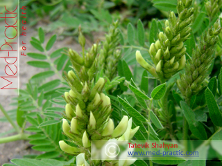 Գազ մանրագլխիկ - Астрагал мелкоголовчатый - Astragalus microcephalus Wild._med-practic.com_Տաթևիկ Շահյան