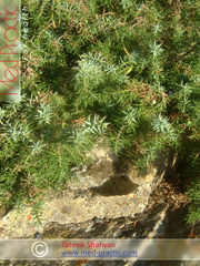 Можжевельник - Juniperus L._Татевик Шагян