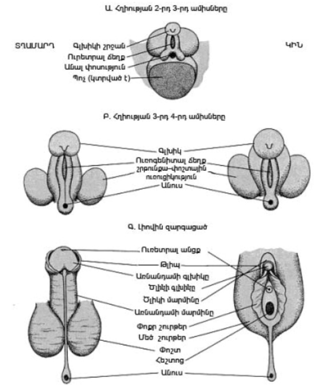 Կանանց և տղամարդկանց սեռական օրգանների զարգացումը