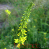 Իշառվույտ դեղատու - Донник лекарственный - Melilotus officinalis (L.) Pall