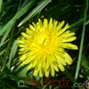 Խատուտիկ դեղատու - Одуванчик лекарственный - Taraxacum officinalis Wilg.