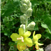 Խռնդատ - Коровяк - Verbascum L.