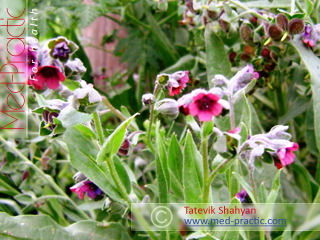 Շնալեզու դեղատու - Чернокорень лекарственный - Cynoglossum officinale L._med-practic.com_Շահյան Տաթևիկ