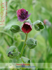 Շնալեզու դեղատու - Чернокорень лекарственный - Cynoglossum officinale L._med-practic.com_Շահյան Տաթևիկ