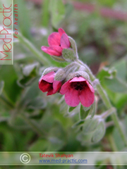 Շնալեզու դեղատու - Чернокорень лекарственный - Cynoglossum officinale L._med-practic.com_Շահյան Տաթևիկ