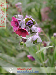 Շնալեզու դեղատու - Чернокорень лекарственный - Cynoglossum officinale L._med-practic.com_Շահյան Տաթևիկ