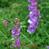 Սիսեռիկ մկնային- Горошек мышиный- Vicia cracca L.