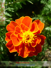 Бархатцы мелкоцветные   - Tagetes patula L._Татевик Шагян