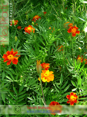 Бархатцы мелкоцветные   - Tagetes patula L._Татевик Шагян