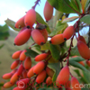 Ծորենի սովորական - Барбарис обыкновенный - Berberis vulgaris L.