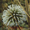 Ոզնենի կլորագլուխ - Мордовник круглоголовчатый - Echinops sphaerocephalus L.