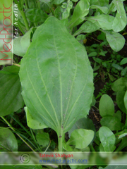 Եզան լեզու մեծ - Подорожник большой - Plantago major L._Շահյան Տաթևիկ