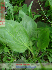 Եզան լեզու մեծ - Подорожник большой - Plantago major L._Շահյան Տաթևիկ