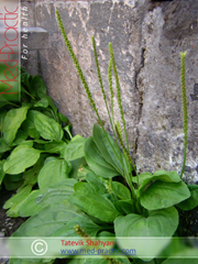 Եզան լեզու մեծ - Подорожник большой - Plantago major L._Շահյան Տաթևիկ
