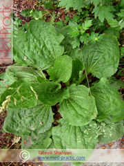Եզան լեզու մեծ - Подорожник большой - Plantago major L._Շահյան Տաթևիկ