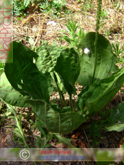 Եզան լեզու մեծ - Подорожник большой - Plantago major L._Շահյան Տաթևիկ