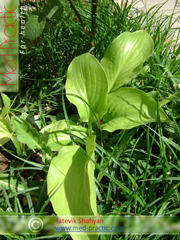 Եզան լեզու մեծ - Подорожник большой - Plantago major L._Շահյան Տաթևիկ