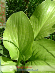 Եզան լեզու մեծ - Подорожник большой - Plantago major L._Շահյան Տաթևիկ