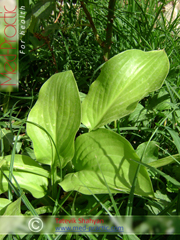 Եզան լեզու մեծ - Подорожник большой - Plantago major L._Շահյան Տաթևիկ